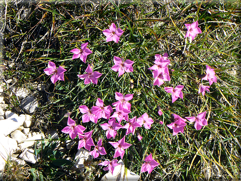 foto Picco di Vallandro